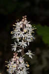 Foamflower